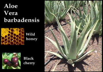 aloeverahoneycherry.png